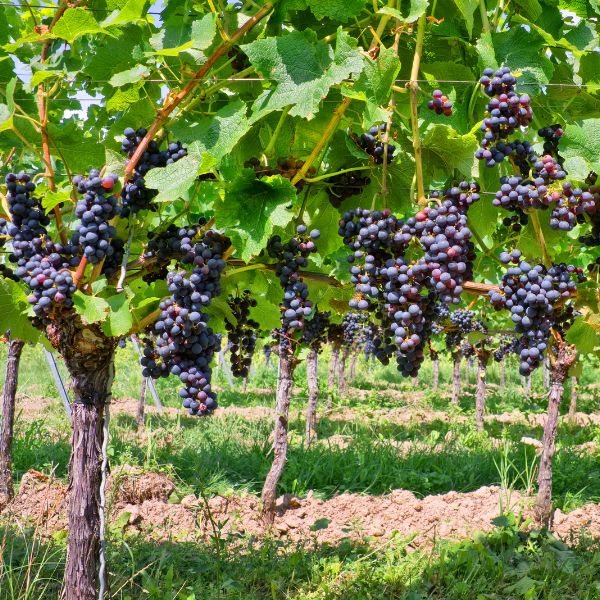 Pass the Wine: Tips for Starting a Successful Vineyard
