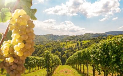 Ways Your Winery Can Improve Wine Quality